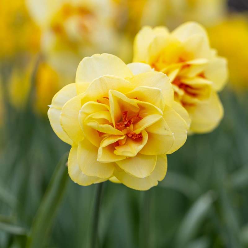 Narcissus 'Tahiti'